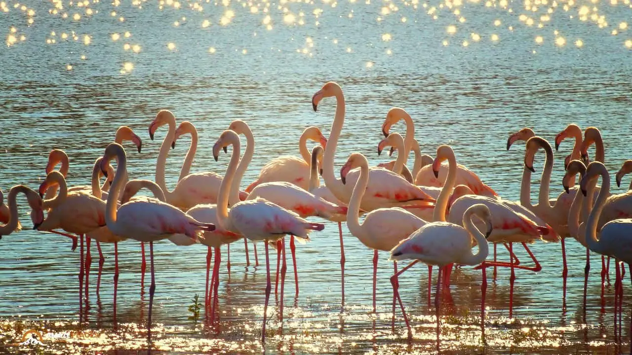 watch flamingos on grand turk Top Activities to do on Grand Turk Island